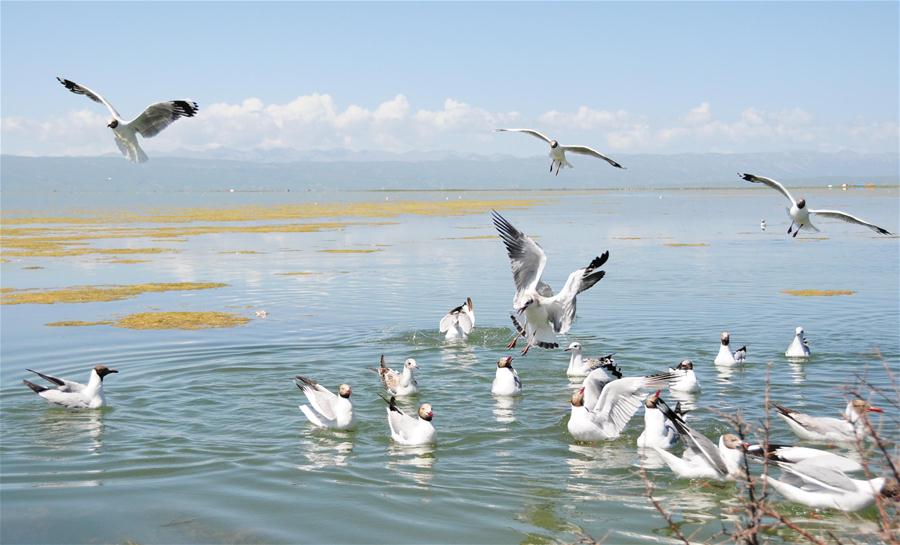 CHINA-QINGHAI-QINGHAI LAKE-NEW LOOK(CN)