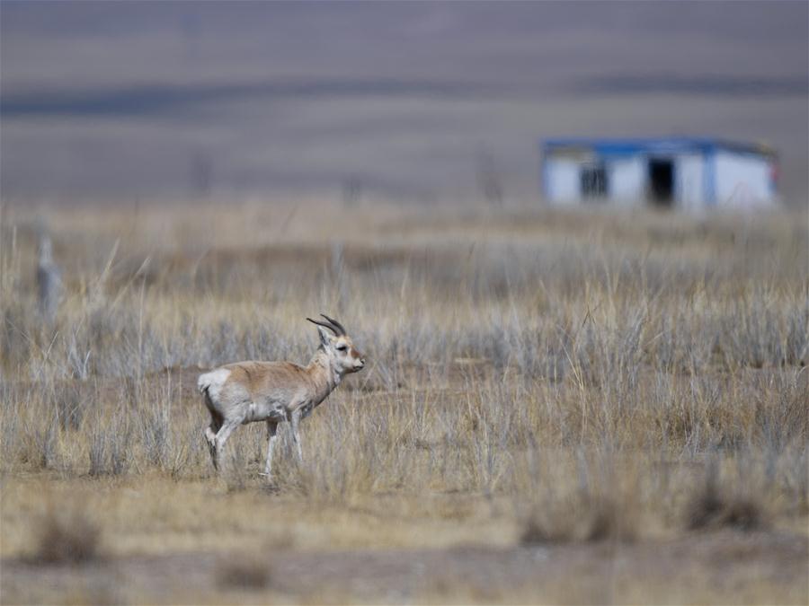 CHINA-QINGHAI-QINGHAI LAKE-NEW LOOK(CN)