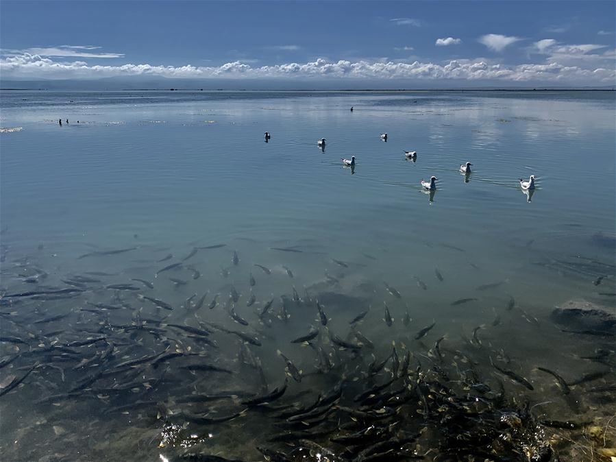 CHINA-QINGHAI-QINGHAI LAKE-NEW LOOK(CN)