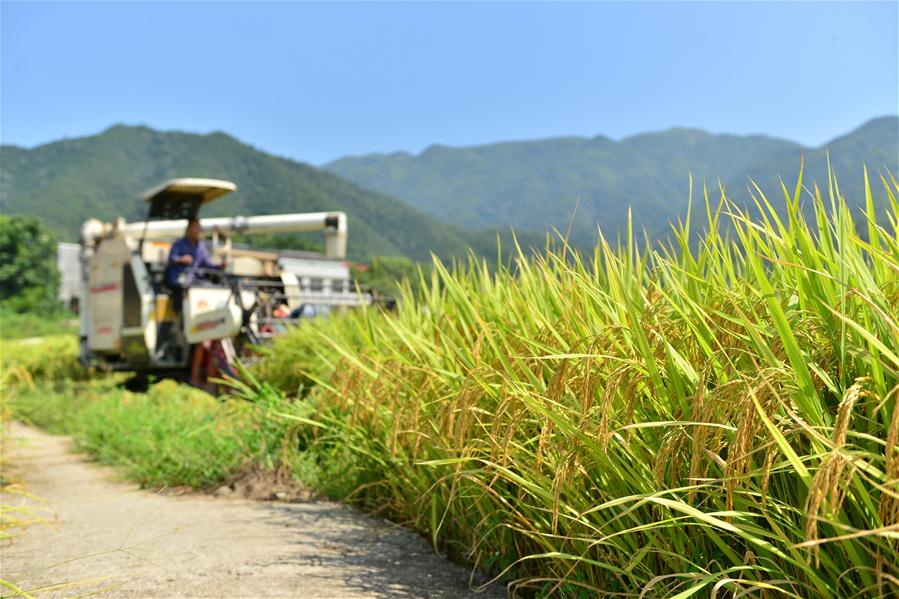 #CHINA-HUNAN-LOUDI-RICE HARVEST (CN)