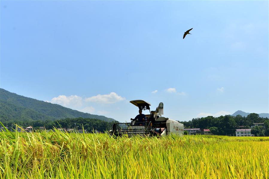 #CHINA-HUNAN-LOUDI-RICE HARVEST (CN)