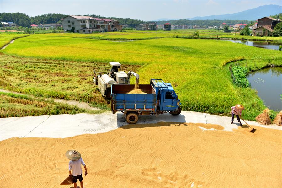 #CHINA-HUNAN-LOUDI-RICE HARVEST (CN)