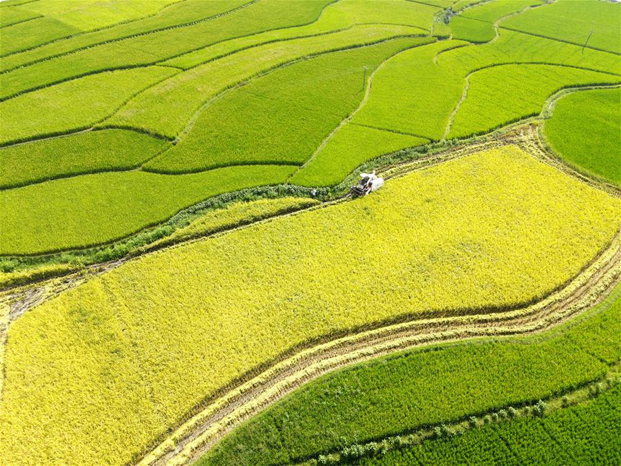 #CHINA-HUNAN-LOUDI-RICE HARVEST (CN)