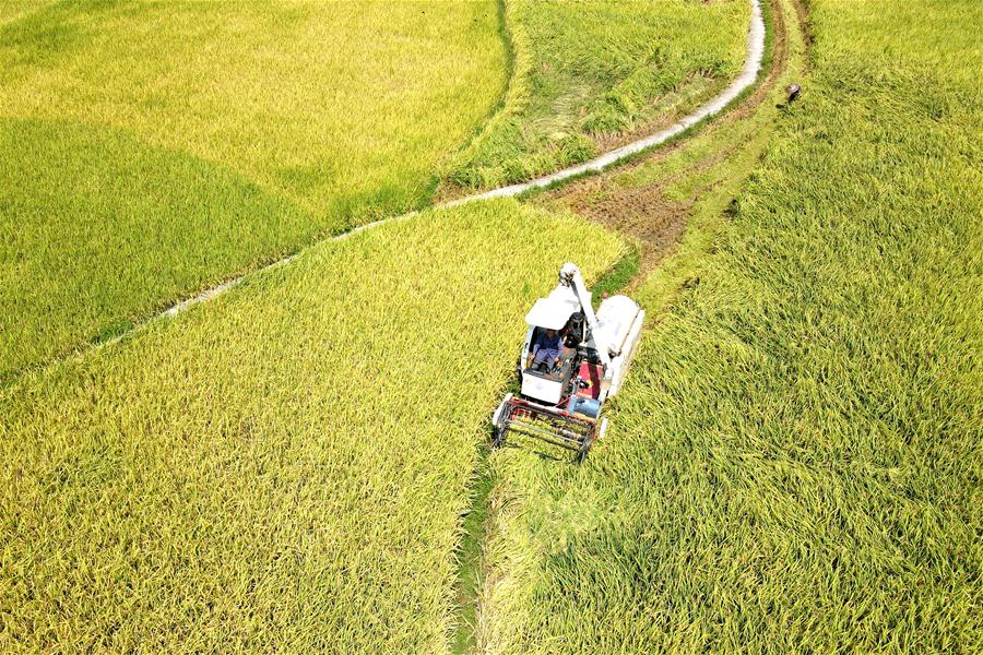 #CHINA-HUNAN-LOUDI-RICE HARVEST (CN)