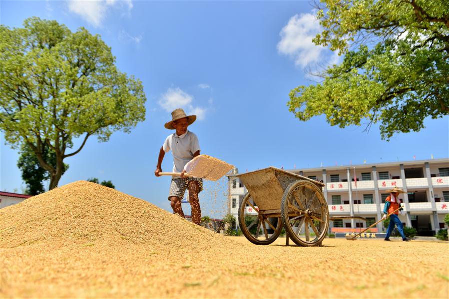 #CHINA-HUNAN-LOUDI-RICE HARVEST (CN)