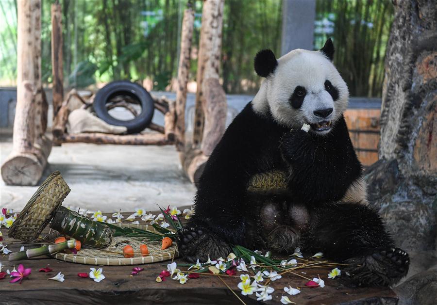 CHINA-HAIKOU-GIANT PANDA-BIRTHDAY-CELEBRATION (CN)