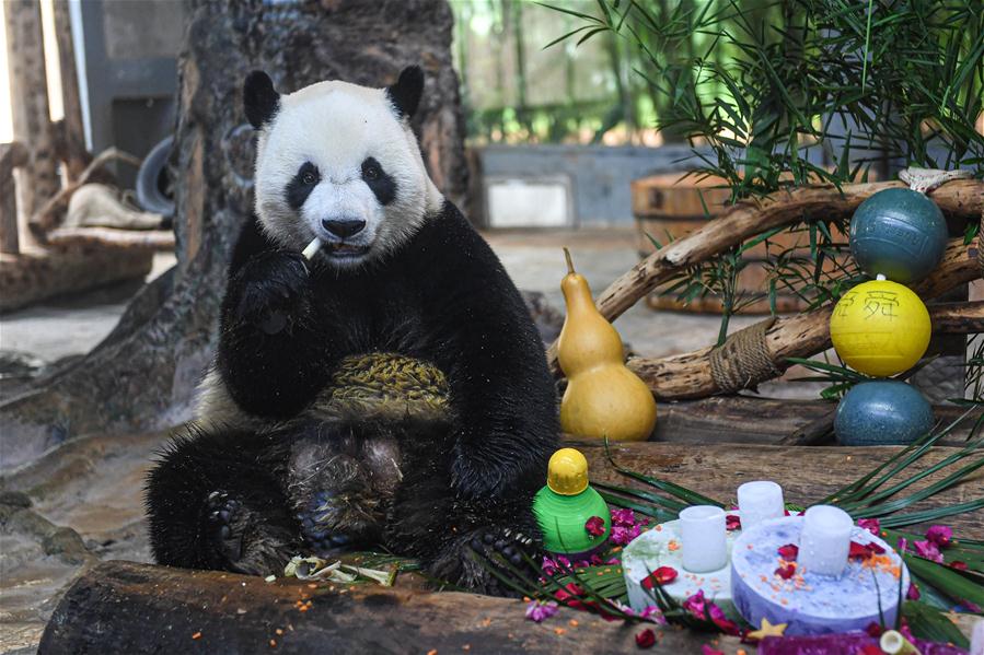 CHINA-HAIKOU-GIANT PANDA-BIRTHDAY-CELEBRATION (CN)