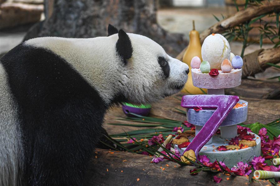 CHINA-HAIKOU-GIANT PANDA-BIRTHDAY-CELEBRATION (CN)