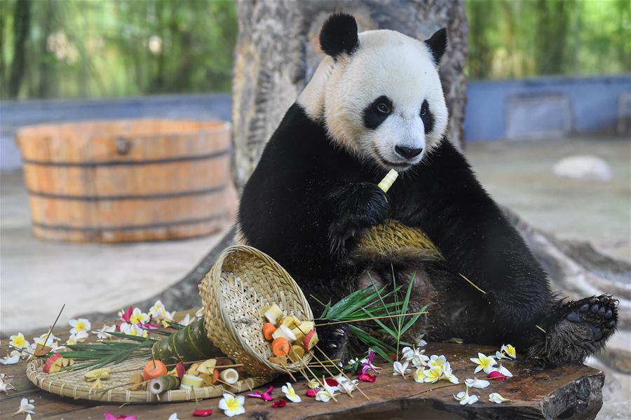 CHINA-HAIKOU-GIANT PANDA-BIRTHDAY-CELEBRATION (CN)