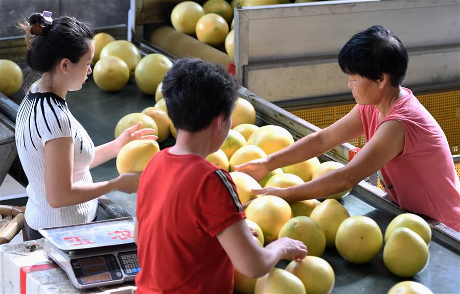 CHINA-FUJIAN-PINGHE-POVERTY ALLEVIATION-POMELO (CN)