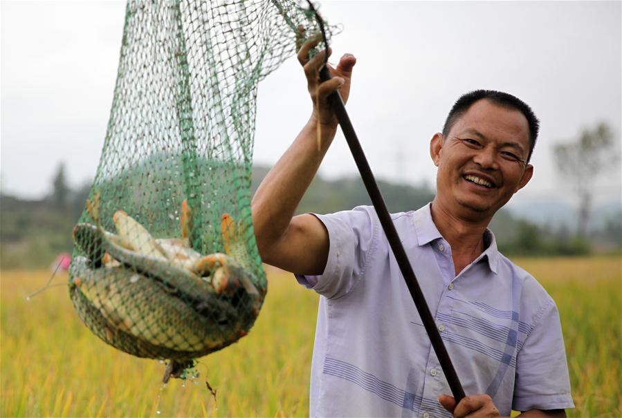 #CHINA-GUIZHOU-BIJIE-RICE-FISH-HARVEST (CN)
