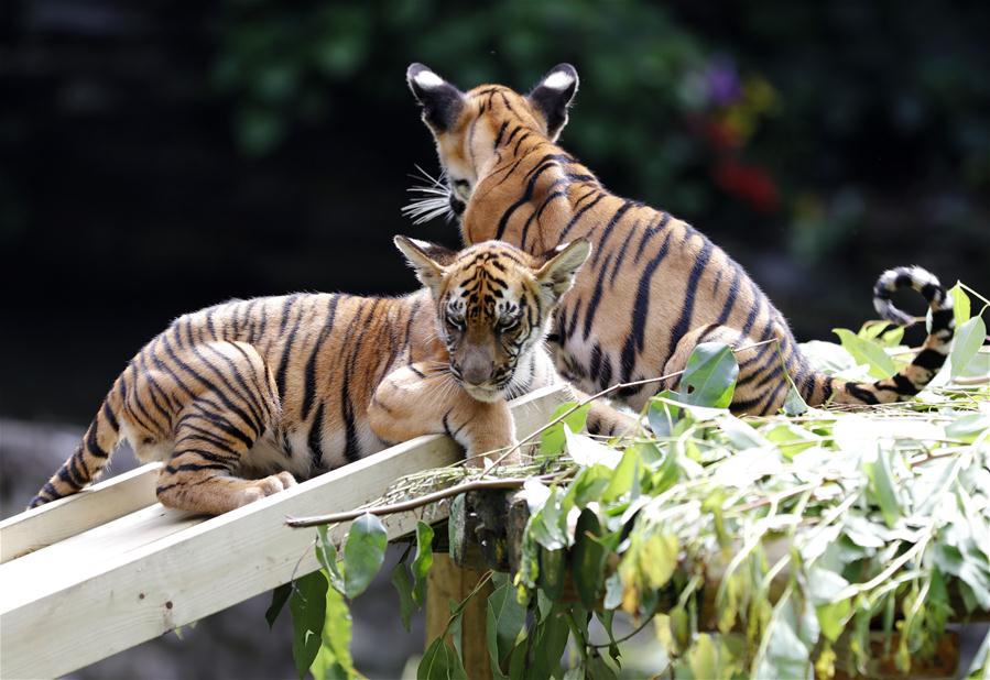 CHINA-GUANGDONG-GUANGZHOU-SOUTH CHINA TIGER-TWIN CUBS (CN)