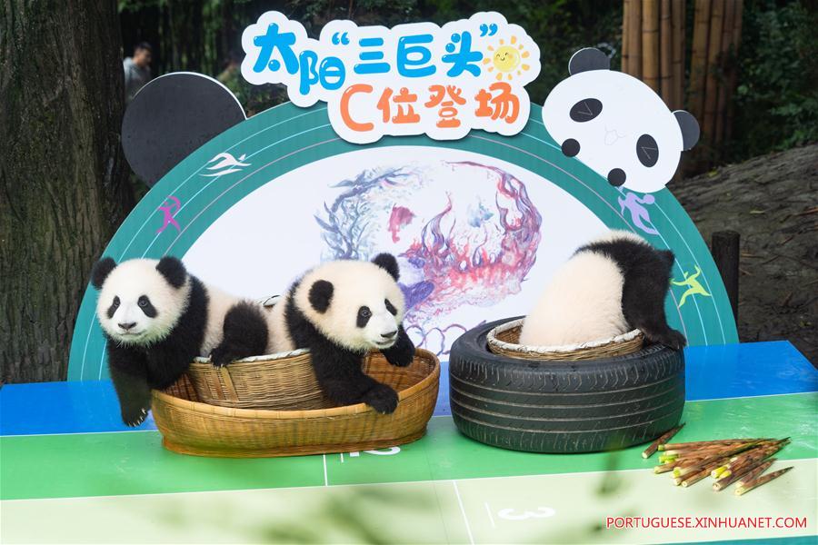 CHINA-SICHUAN-GIANT PANDA CUB-DEBUT (CN)