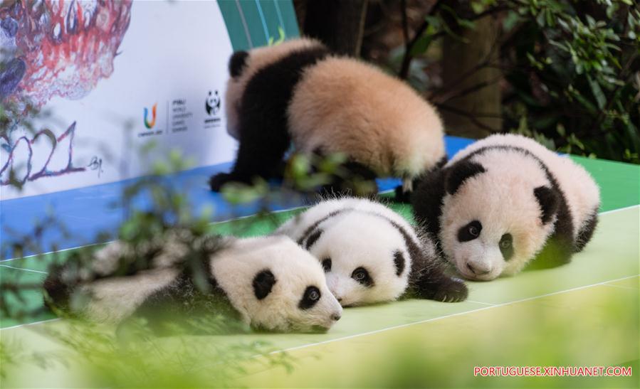 CHINA-SICHUAN-GIANT PANDA CUB-DEBUT (CN)