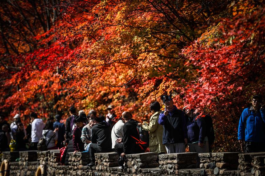 CHINA-LIAONING-BENXI-MAPLE LEAVES (CN)