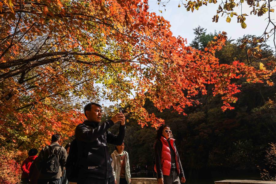 CHINA-LIAONING-BENXI-MAPLE LEAVES (CN)