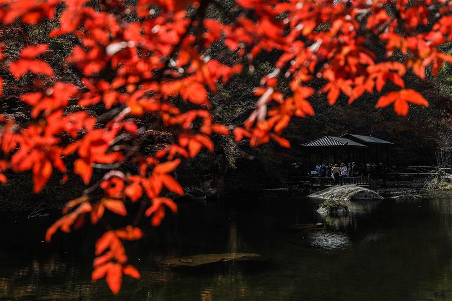 CHINA-LIAONING-BENXI-MAPLE LEAVES (CN)