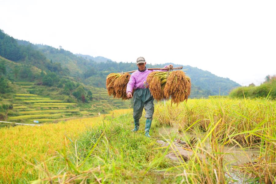 #CHINA-GUIZHOU-HARVEST (CN)