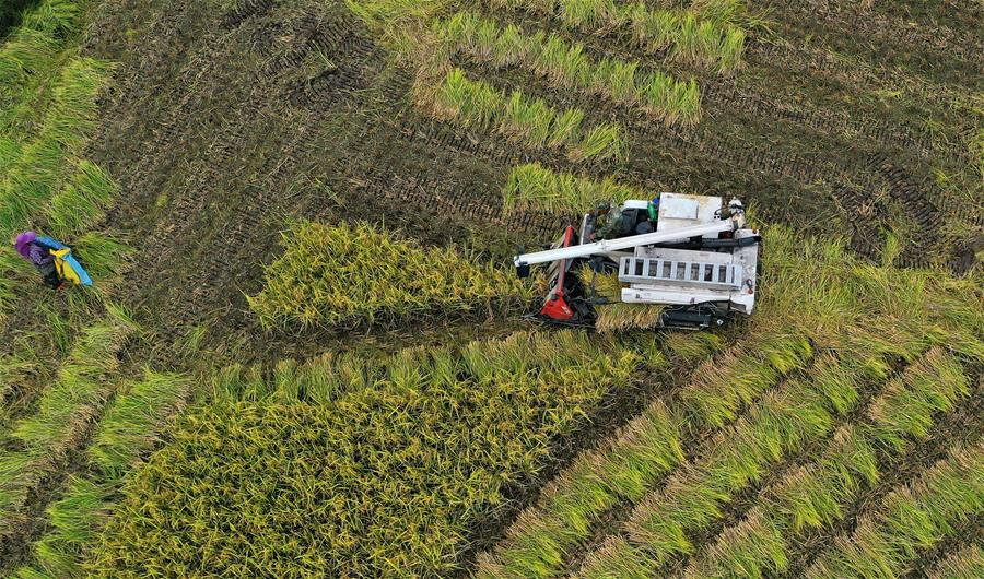 #CHINA-ZHEJIANG-XIANJU-HARVEST (CN)