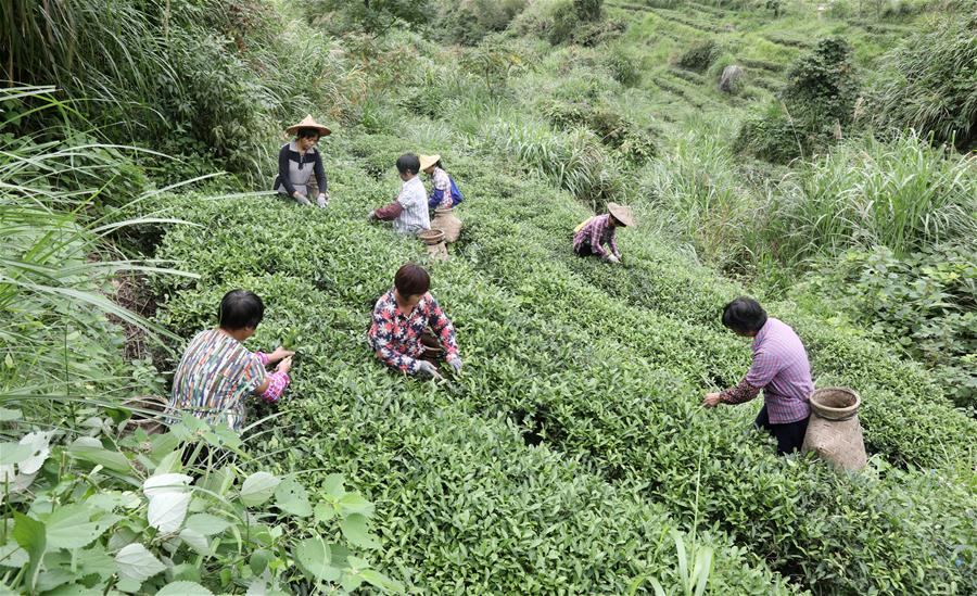 #CHINA-FUJIAN-ANXI-HARVEST (CN)