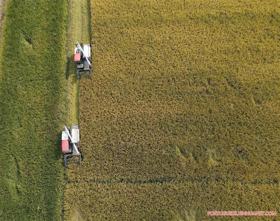CHINA-ANHUI-AGRICULTURE-RICE HARVEST (CN)