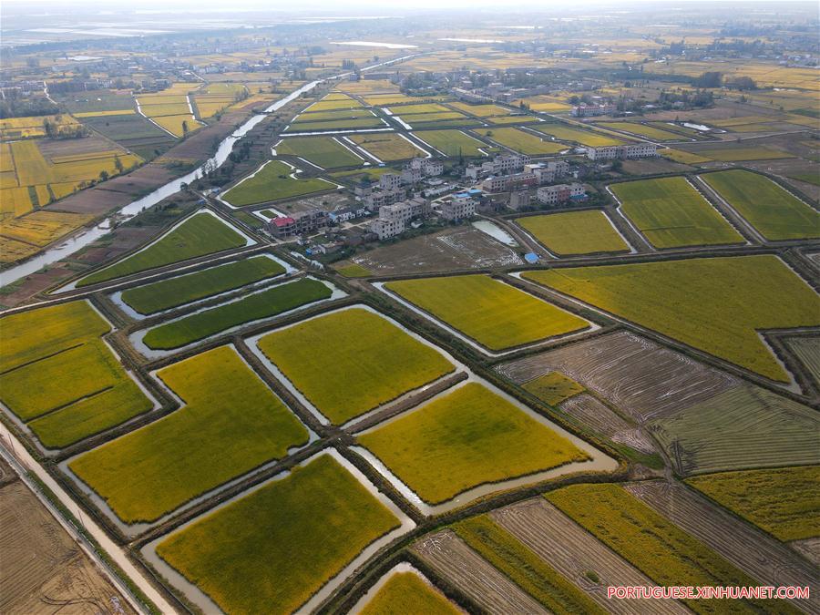 CHINA-ANHUI-AGRICULTURE-RICE HARVEST (CN)