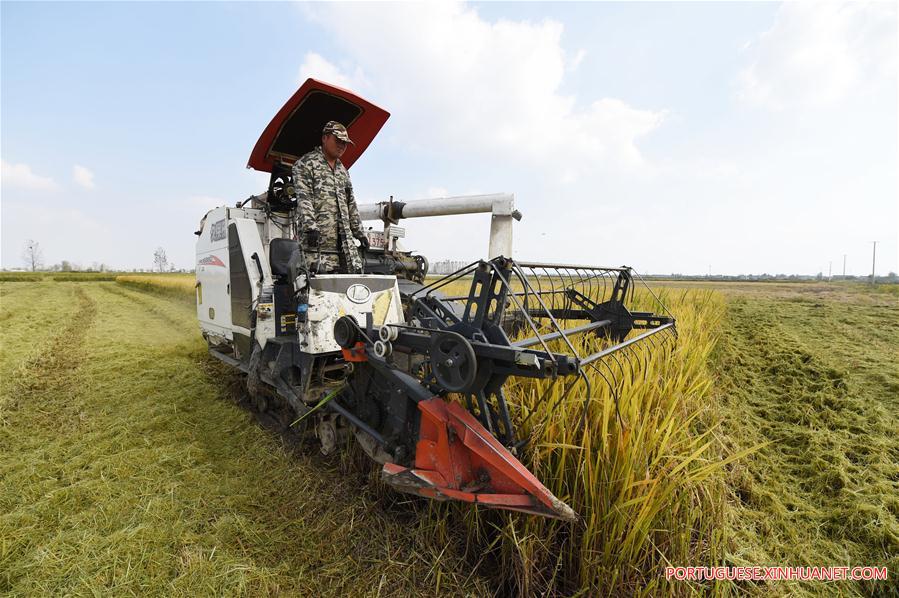 CHINA-ANHUI-AGRICULTURE-RICE HARVEST (CN)