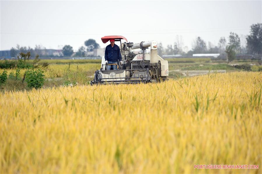 CHINA-ANHUI-AGRICULTURE-RICE HARVEST (CN)