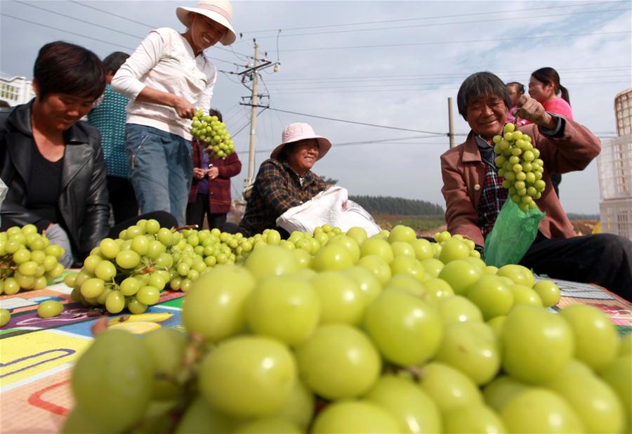 #CHINA-AUTUMN-HARVEST (CN)