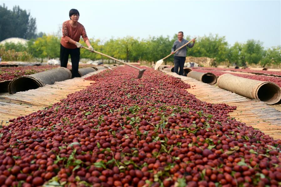 #CHINA-AUTUMN-HARVEST (CN)