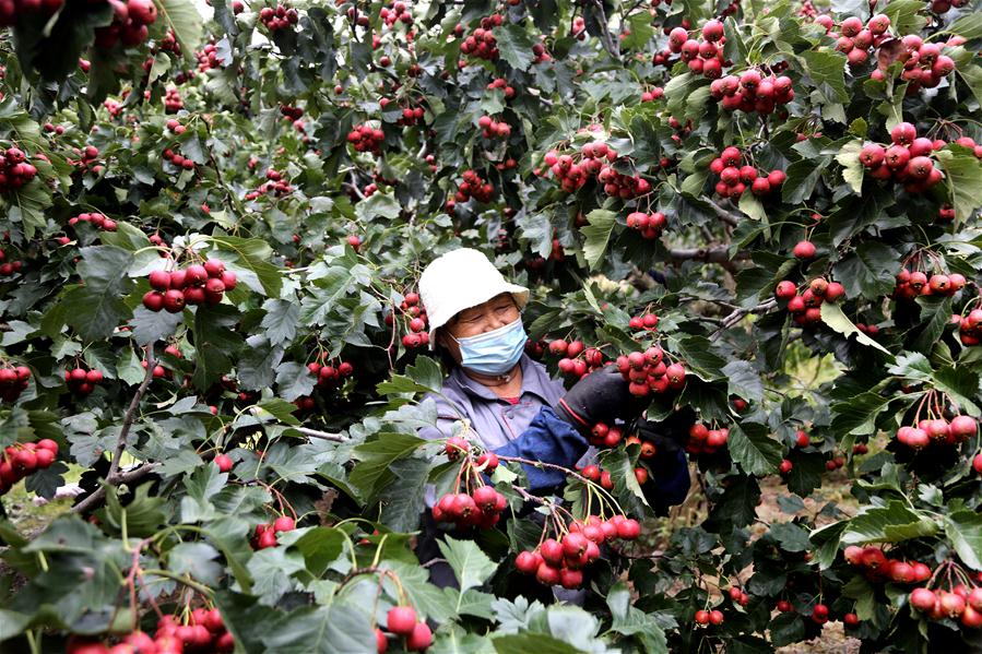 #CHINA-AUTUMN-HARVEST (CN)