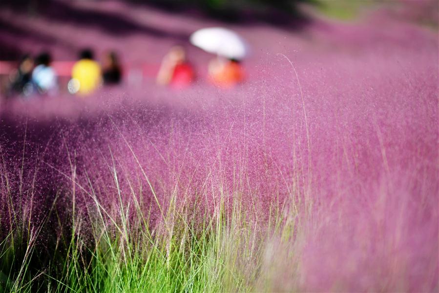 CHINA-FUJIAN-FUZHOU-PINK MUHLY GRASS (CN)