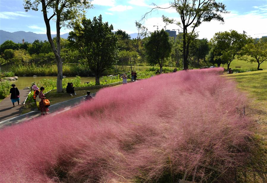 CHINA-FUJIAN-FUZHOU-PINK MUHLY GRASS (CN)