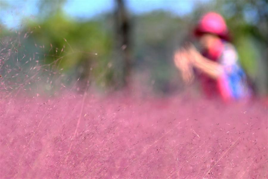 CHINA-FUJIAN-FUZHOU-PINK MUHLY GRASS (CN)