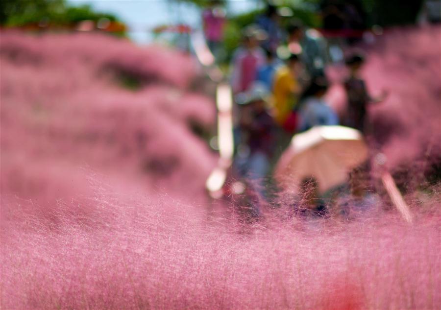 CHINA-FUJIAN-FUZHOU-PINK MUHLY GRASS (CN)