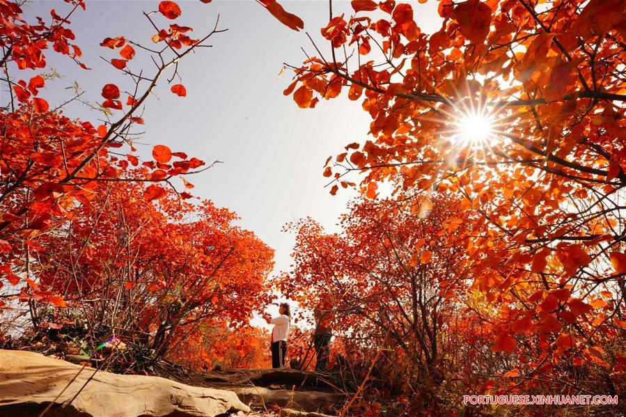 CHINA-HEBEI-RED LEAVES-SCENERY (CN)