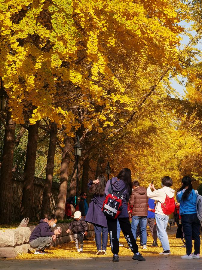 CHINA-BEIJING-YUANMINGYUAN-AUTUMN SCENERY (CN)