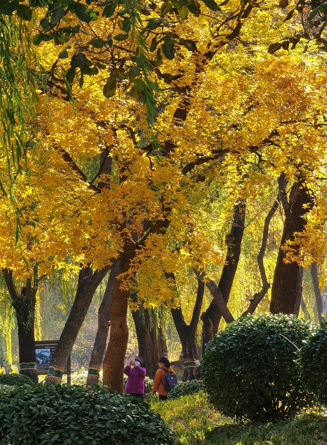 CHINA-BEIJING-YUANMINGYUAN-AUTUMN SCENERY (CN)