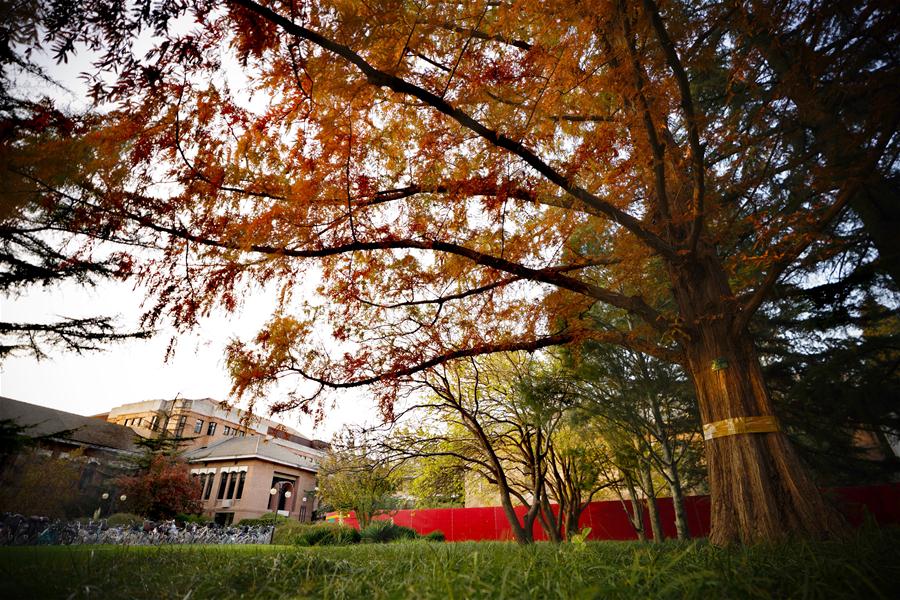 CHINA-BEIJING-TSINGHUA UNIVERSITY-CAMPUS-AUTUMN (CN)