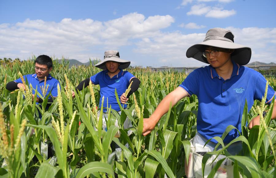 (Multimídia) China impulsiona autossuficiência de alto nível em tecnologia agrícola