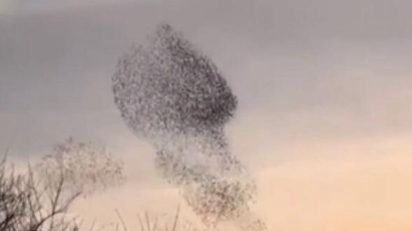 英國：椋鳥群飛 攝影師捕捉瞬間