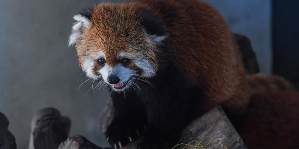 Animais recebem cuidados especiais de verão em zoológico de Zhejiang