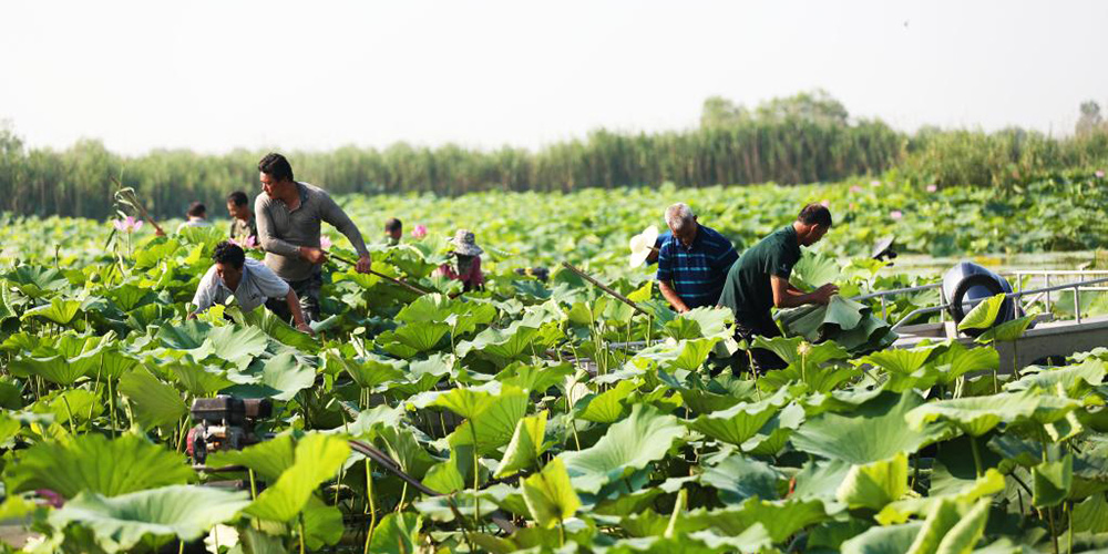 Agricultores colhem folhas de lótus em Jiangsu