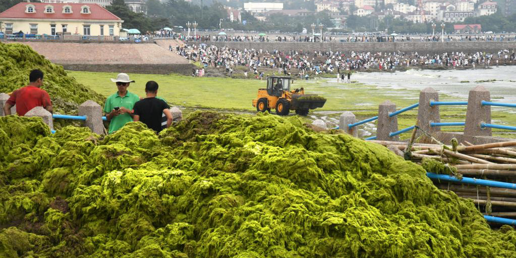 Cidade chinesa de Qingdao registra o maior florescimento de algas da história