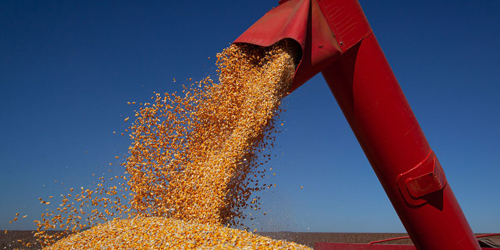 Clima adverso reduz previsão da colheita brasileira 2020/2021