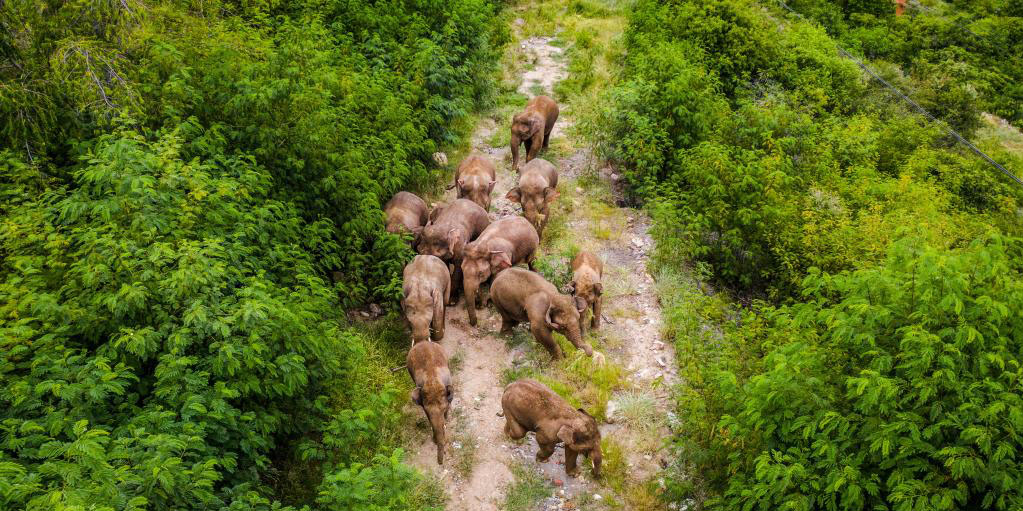 Depois de mais de 110 dias, elefantes errantes da China voltam ao seu habitat