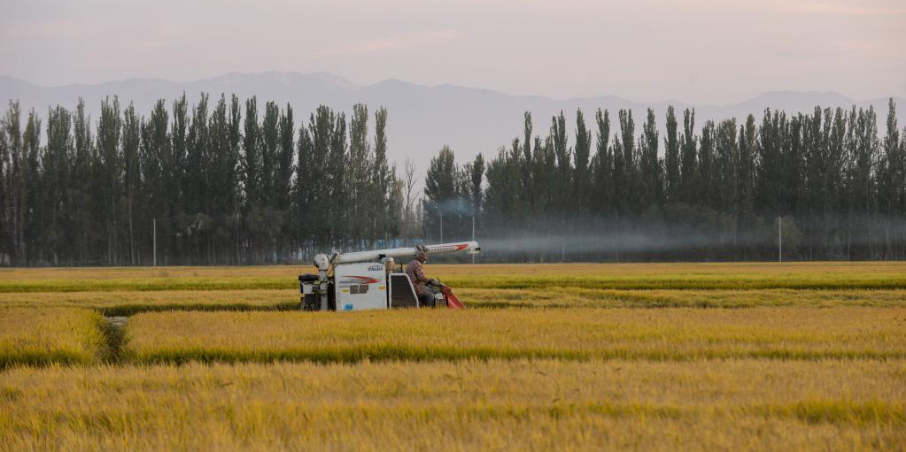 Agricultores colhem arroz em Xinjiang