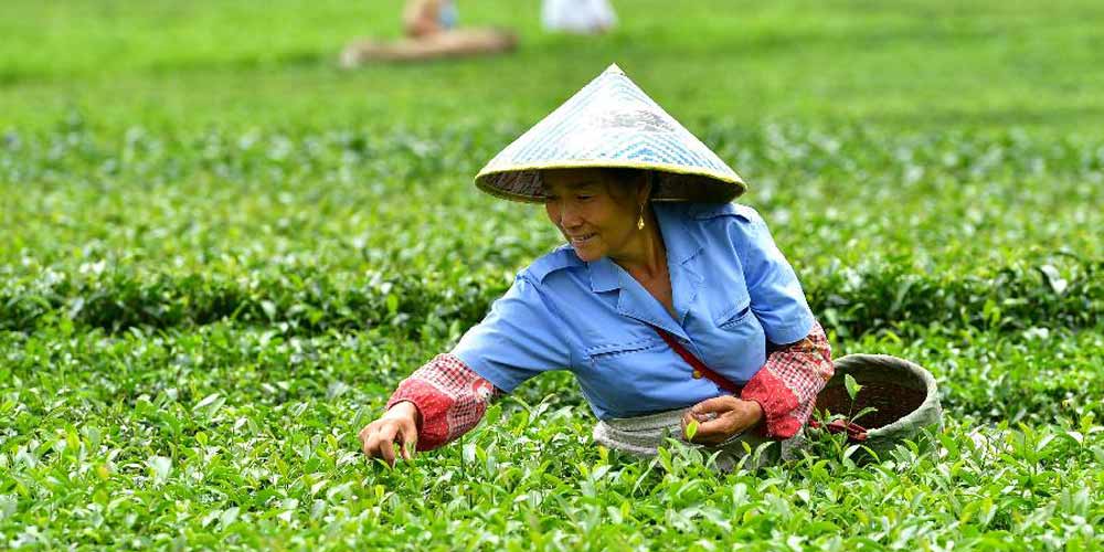 Apanhadores de chá colhem folhas da planta no dia do início do outono na região central da China