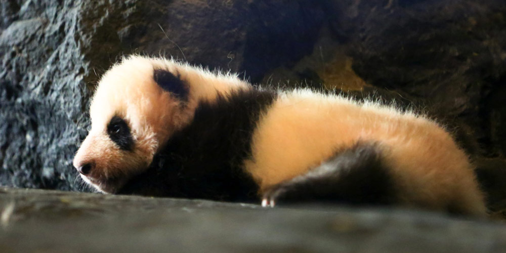 Estreia do filhote do panda gigante no zoológico de paraíso na Bélgica, atraindo milhares de turistas