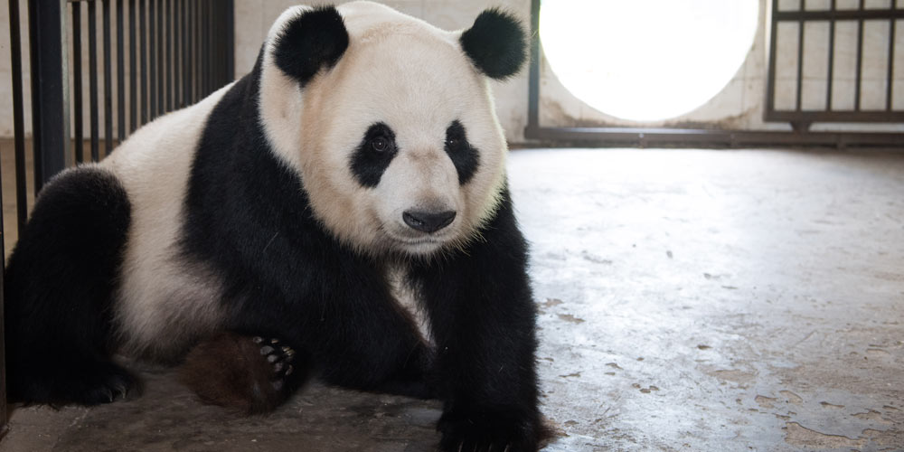 Panda gigante Yun Tao recebe treinamentos em Huaying da província de Sichuan